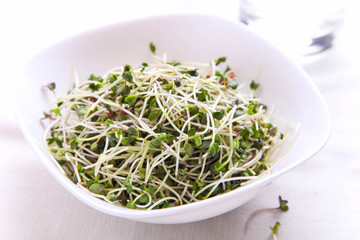Radish microgreen in bowl