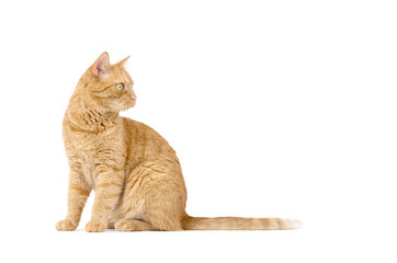 Adult red tabby cat sitting isolated on white background