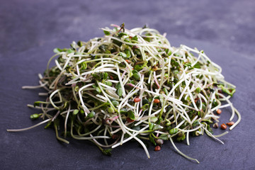 Sprouts of microgreen radish