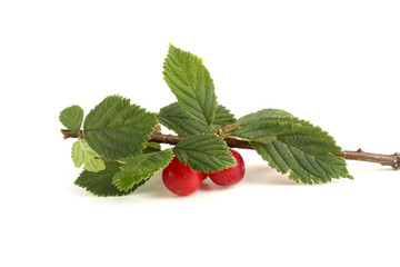 Nanking cherry on branch