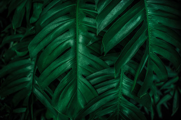 Naklejka na ściany i meble tropical leaves,( Philodendron) green foliage in jungle, nature background