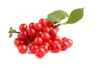 Nanking cherry on branch