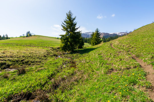 valley of borzhava mountain ridge in springtime. small brook among spruce trees on the green grassy meadow. wonderful rural landscape on a sunny day. snow on the summits