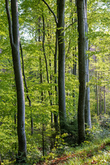 forest trail on the hillside. beautiful nature scenery with beech trees on a sunny day