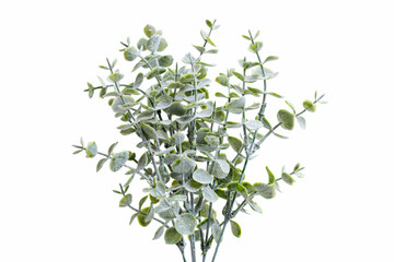 blue eucalyptus branch