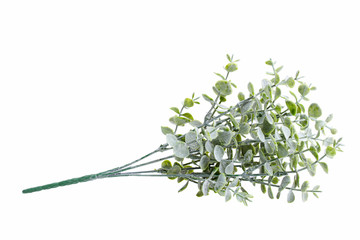 blue eucalyptus branch