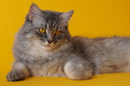 Gray fluffy playful cat with yellow eyes on a yellow background close-up,copy space.Beautiful cat.