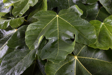 Fig leaves background