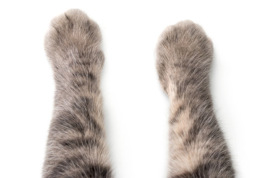 Cat's Paws on white background