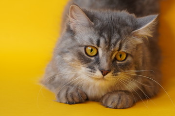 Gray fluffy playful cat with yellow eyes on a yellow background close-up,copy space.Beautiful cat.