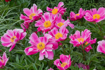 peony bush perennial plant with blossoms, pink white and yellow