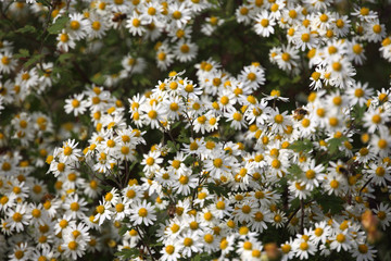 Fototapeta premium White little chrysanthemums