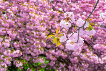 Obraz premium blossoming cherry tree background. beautiful pink flowers on the branches in spring