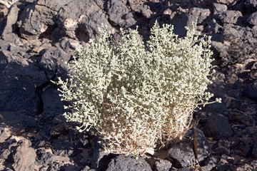 Shrub at the Antofagasta de la Sioerra volcanic field at the Puna de Atacama, Argentina