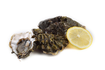 Oysters isolated on white