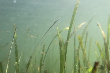 Seagrass and little shrimps (Pandalus latirostris). Underwater background