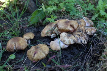 Growing honey fungus