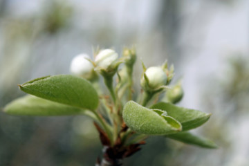 Fototapeta na wymiar Weiße Knospen und Blüten im Frühling