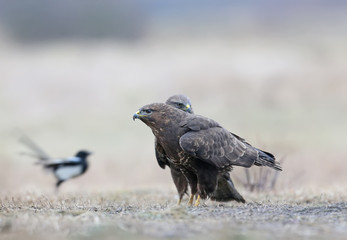 Close-up portrait of a common buzzard sitting on the ground in the pouring rain