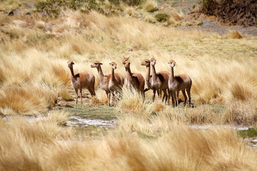 Vicunas along the Quebrada del Diablo at the Puna de Atacama, Argentina