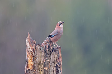 Romantic photo of a jay sitting on a log in the pouring rain