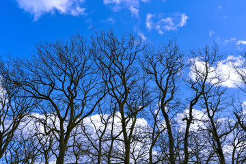 Bäume Baumkronen kahl blauer Himmel Wolken Winter ohne Laub