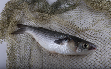 Mullet on net