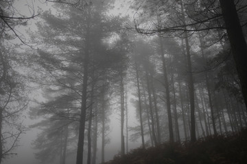 Obraz na płótnie Canvas Foggy woods at dusk
