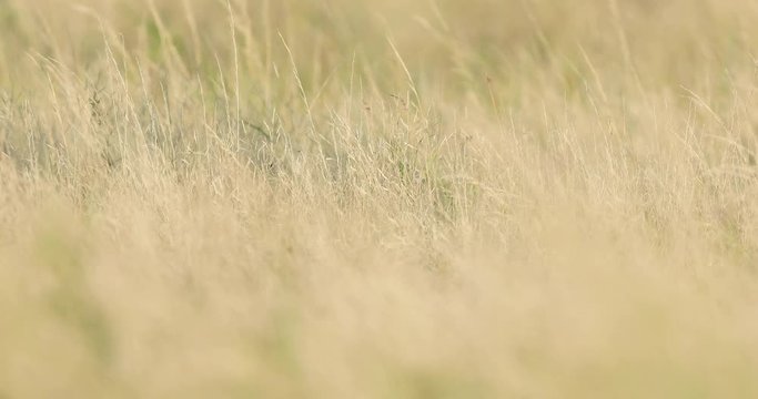 The effect of the wind on the savannah