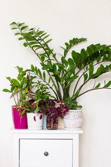 many beautiful well-groomed houseplants stand on a white wooden cabinet in the room