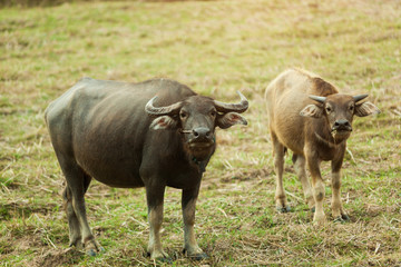 Naklejka na ściany i meble Two buffalo stands smiling at the dry grass field.