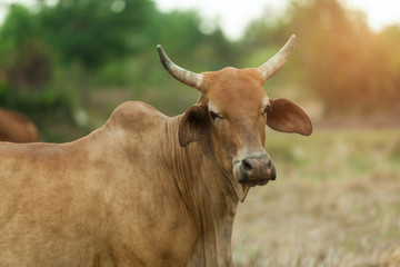 Obraz premium The big brown cow stands on a clear day.