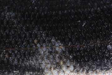 Rudd fish scales background © Alex Coan