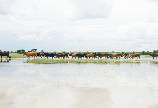 Nguni Cattle | Namibia