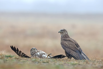 Unusual Episode of the rivalry of two buzzards for food. One of the birds lying on the ground with open wings.