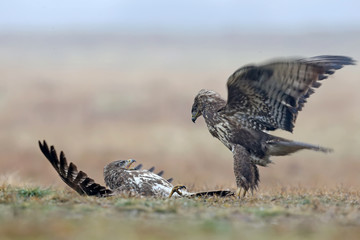 Unusual Episode of the rivalry of two buzzards for food. One of the birds lying on the ground with open wings.