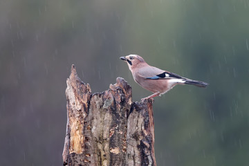 Romantic photo of a jay sitting on a log in the pouring rain