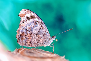 Closeup beautiful butterfly in a summer garden