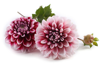 Dahlia flowers isolated on white