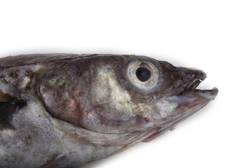 Alaska pollock