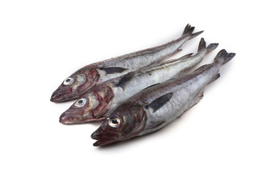 Alaska pollock