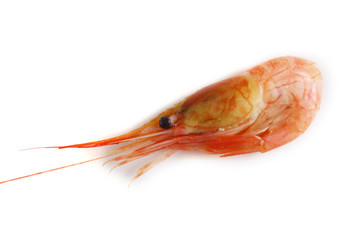 Shrimp isolated on white