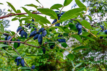 Berries on the bush during harvest. Blue Honeysuckle (Lonícera caeruléa) - deciduous shrub with...