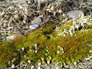 Obraz na płótnie Canvas Green moss on the ground