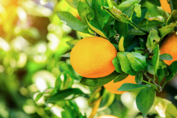 Delicious oranges in autumn orchard