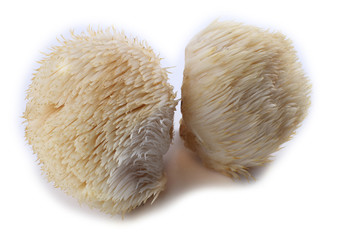 Hericium erinaceus mushroom (monkey head mushroom, bearded tooth fungus, bearded hedgehog mushroom, pom pom, lion's mane mushroom) © Alex Coan
