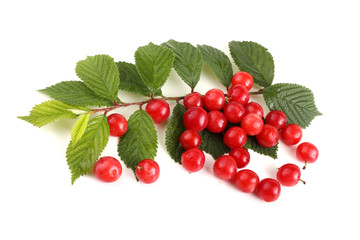 Nanking cherry and branch