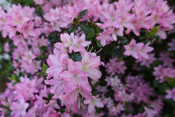 Bush of light pink azalea blooms. Spring time. Gentle floral soft focused background