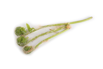 Fern sprouts. Far eastern cuisine use this plant