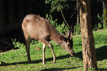 photo de sambar dans le parc naturel de Khao Yai